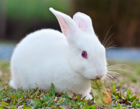 Rabbits For Kids Amazing Animal Books For Young Readers – Mendon ...