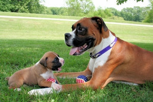 Boxers  Dog Books for Kids