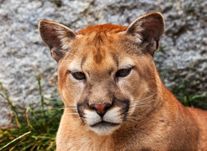 Cougars For Kids-Amazing Animal Books For Young Readers